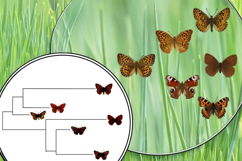   „Nichts in der Biologie ergibt Sinn außer im Licht der Evolution!”, hat der Evolutionsbiologe Theodosius Dobzhansky vor etwas mehr als 50 Jahren festgestellt, und auch in Zeiten der Künstlichen Intelligenz behält diese Feststellung ihre Gültigkeit. 