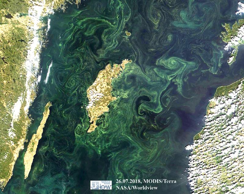 Die marinen Lichtlandschaften verändern sich. Die Meere werden dunkler – etwa durch von Klimawandel und Überdüngung angekurbeltes Algenwachstum. Foto: Massive Blaualgenblüten in der Ostsee bei Gotland, die sogar aus dem All sichtbar sind.