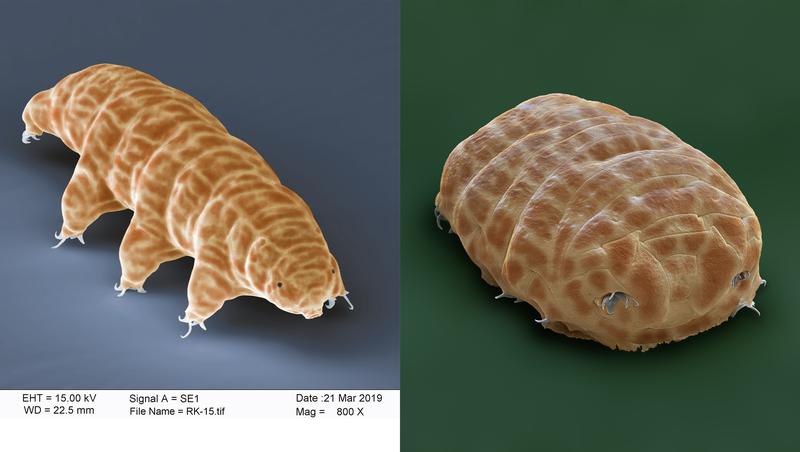 Ein Bleistiftpunkt ist etwa 1 Millimeter klein. Mit nur 400 Mikrometern ist das Bärtierchen nicht einmal halb so groß und mit bloßem Auge nicht zu sehen. 