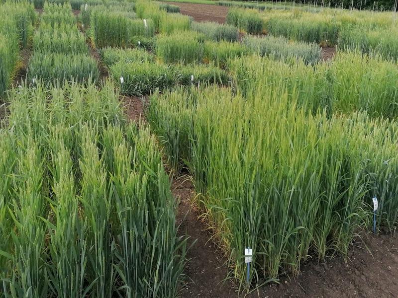 Field trial at IPK Gatersleben. The photo shows the trial fields where four wheat lines with semi-dwarf, dwarf, and extremely dwarf variants were grown for comparison with tall wild-type wheat.