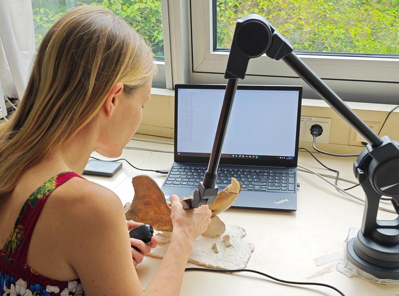 Measuring the bear's jaw with the Microscribe using digital measuring points, known as landmarks.