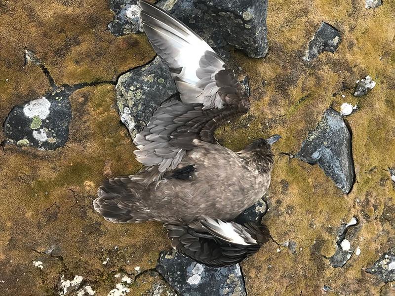 Eine der Raubmöwen (Skua), die das Jenaer Team während seiner Expedition tot aufgefunden hat. 