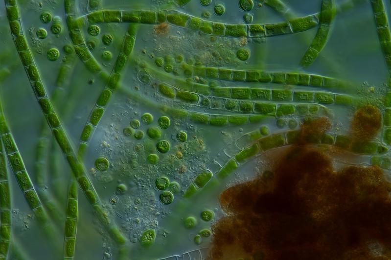 Mikroskopbild: Algen-Bakterien-Gemeinschaften beim Ölabbau
