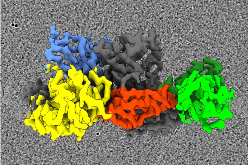 Representative cryo-electron microscopy image: a coloured image of the 3D structure of gephyrin, which was calculated from the data.
