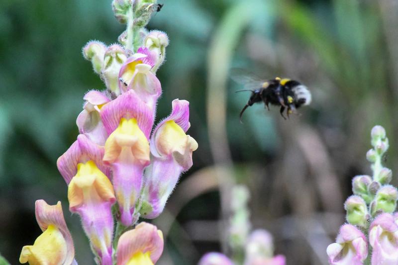 Snapdragons are usually magenta or yellow. In the valley of Planoles in Spain, these two types come together, forming hybrid plants in a variety of colors. Bees prefer those with clear contrast. 