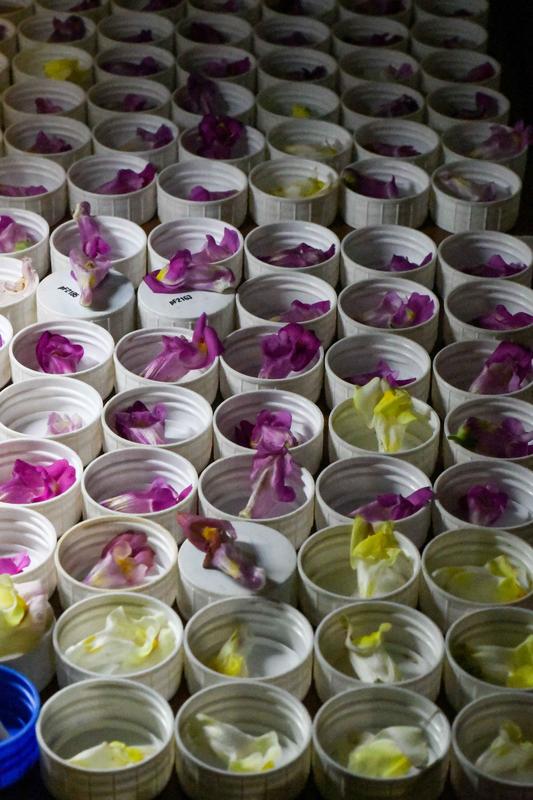 Magenta, yellow, or hybrids? Back in their hut, the scientists meticulously document the colors of the collected snapdragons.