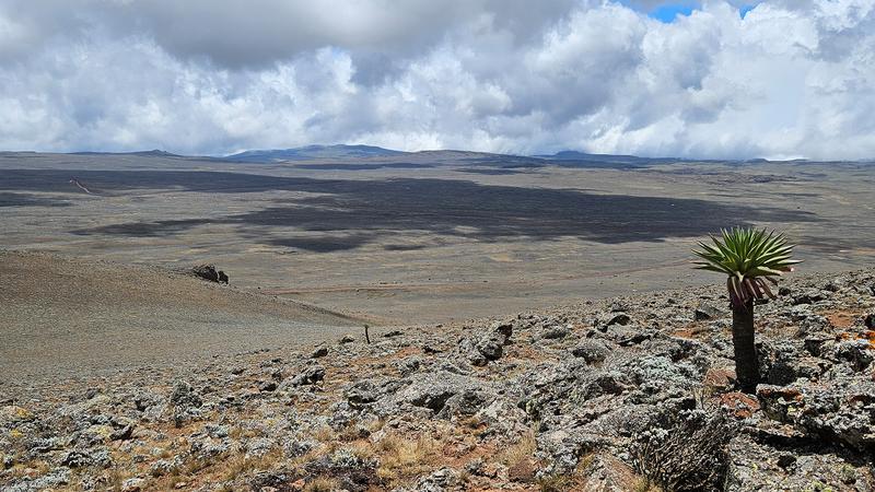 Das Bale Mountains Plateau liegt auf etwa 4.000 m über dem Meeresspiegel und wird von alpiner Vegetation und den charakteristischen Schopfrosettenbäumen dominiert (im Bild die endemische Lobelia rhynchopetalum).