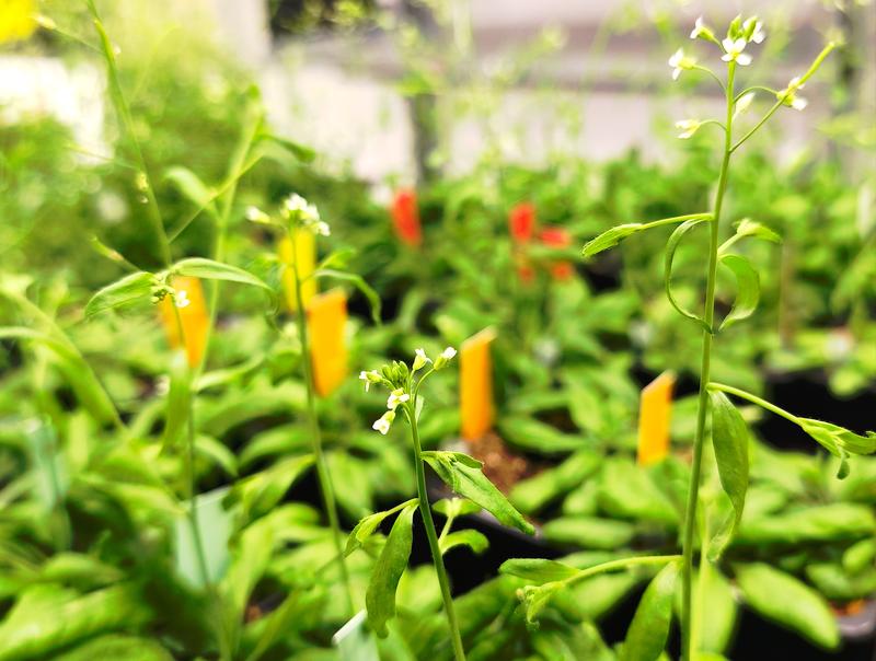 Arabidopsis Pflanze in Laborbedingung. 