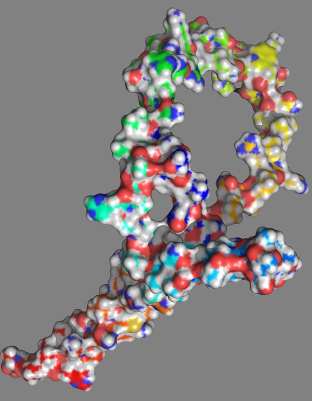 Strukturmodell der durch Mutation entstandenen Veränderung im NOTCH1-152-Protein