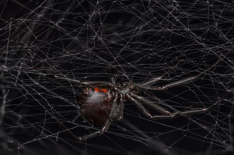 Eine weibliche schwarze Witwe (Latrodectus hesperus) auf ihrem Netz.