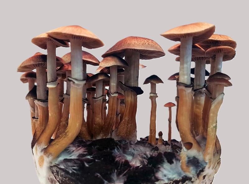 Psilocybe cubensis grows worldwide in tropical and subtropical regions, including Central and South America, Southeast Asia, and Oceania. The mushroom prefers moist, fertilizer-rich soils and contains the psychoactive substance psilocybin.
