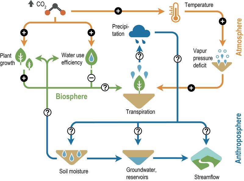 Die Wechselwirkungen zwischen Pflanzen, Klima und Umwelt sind komplex und kontrollieren auch die Transpiration und Wassernutzungseffizienz von Pflanzen.