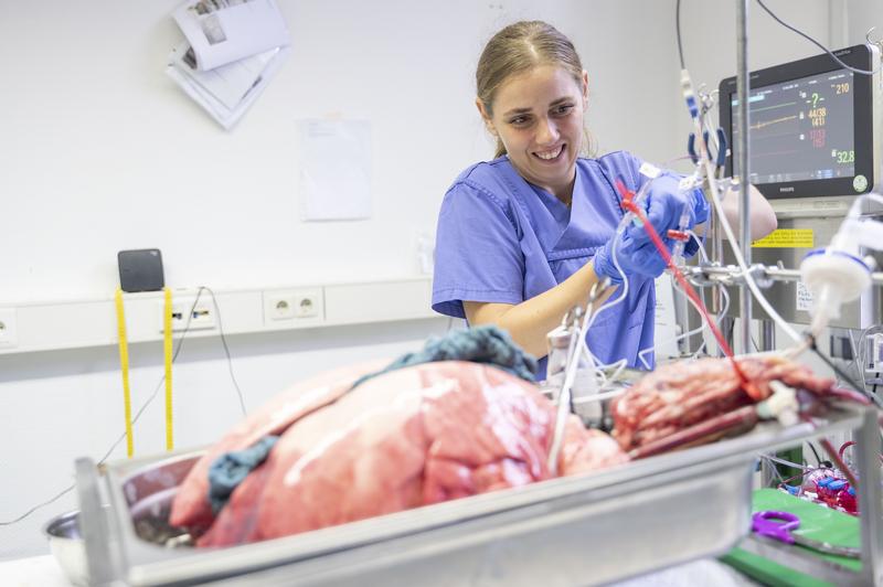 Doktorandin Nadine Heck bereitet die gerade eingetroffene Schweinelunge für die intensivmedizinische Betreuung vor.