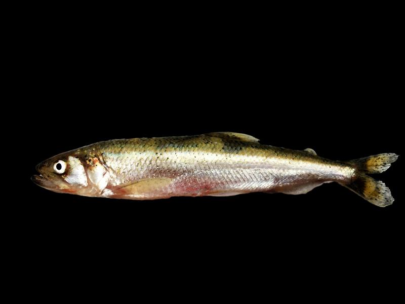 The population of smelt (Osmerus eperlanus) has collapsed dramatically since 2010: overall fish stock has declined by more than 90%.