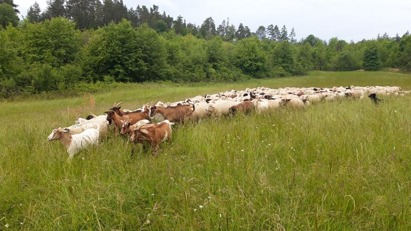 Insbesondere kleine Weidetiere wie Schafe und Ziegen können leichte Beute für Wölfe werden, wenn sie nicht ausreichend geschützt sind.