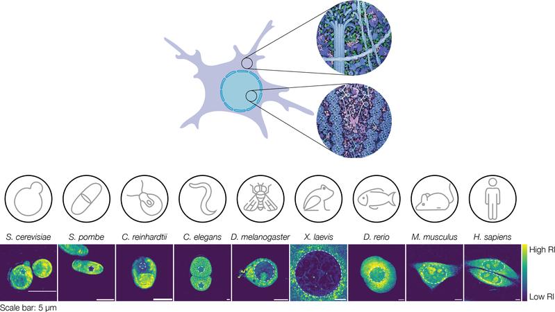 Top: Illustration of the complex interior within the nucleus and cytoplasm (Illustration by David Goodsell). Representative images of nuclei from each organism. Color gradient shows the density distribution from low (blue) to high (yellow).