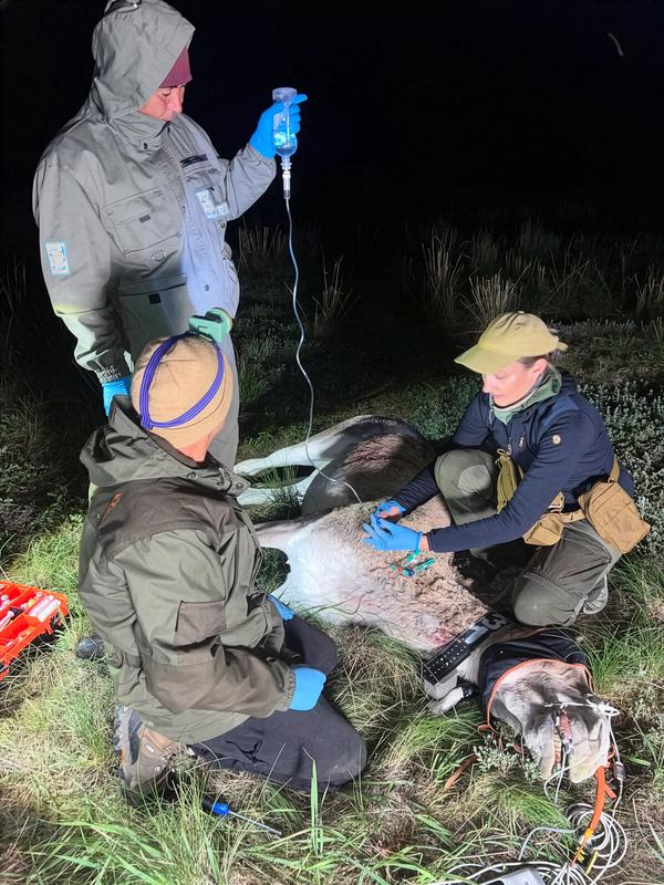 Nighttime capturing and collaring of a Kulan in the Kazakh steppe prior to release