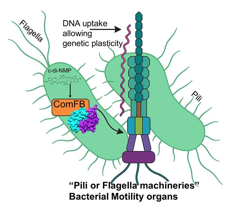 Der kontraktile Pilus-Mechanismus, der für die Bewegung der Bakterien sorgt, wird durch c-di-AMP-Signale über das Rezeptorprotein ComFB reguliert. Über den Mechanismus kann DNA von einem auf ein anderes Bakterium übertragen werden. 