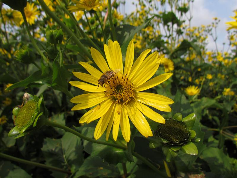 Blüte der Durchwachsenen Silphie (Silphium perfoliatum) 