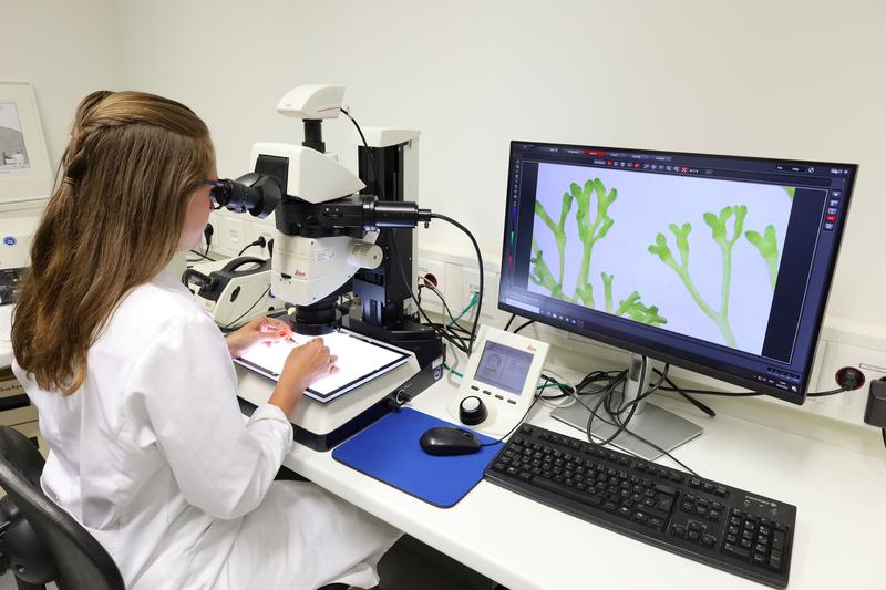 At the stereo microscope Melanie Trupp analyzes the reproductive organs of the amphibious moss Riccia fluitans.
