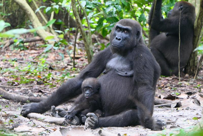 Ambia und Malumbi – zwei westliche Flachlandgorillas (Gorilla gorilla gorilla) im Loango-Nationalpark.