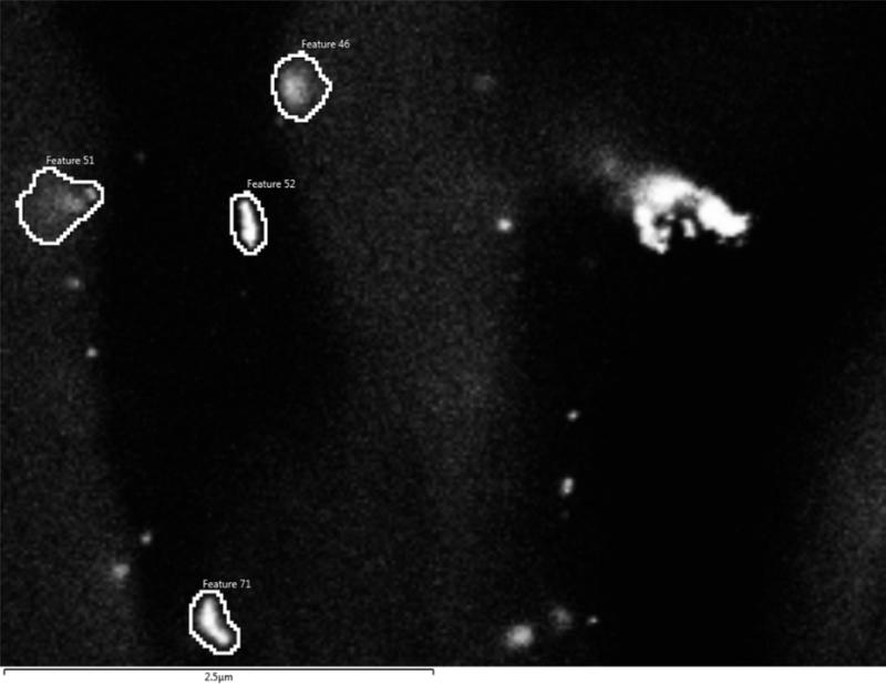 Analytical scanning electron microscope image of gold-labelled nanoplastics particles in the root of a wheat plant.