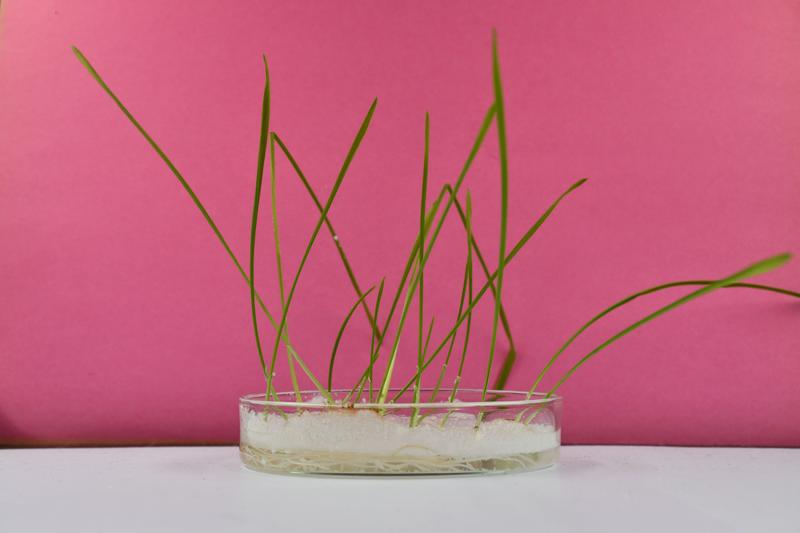 Wheat plants with microplastics and nanoplastics in a seed tray.