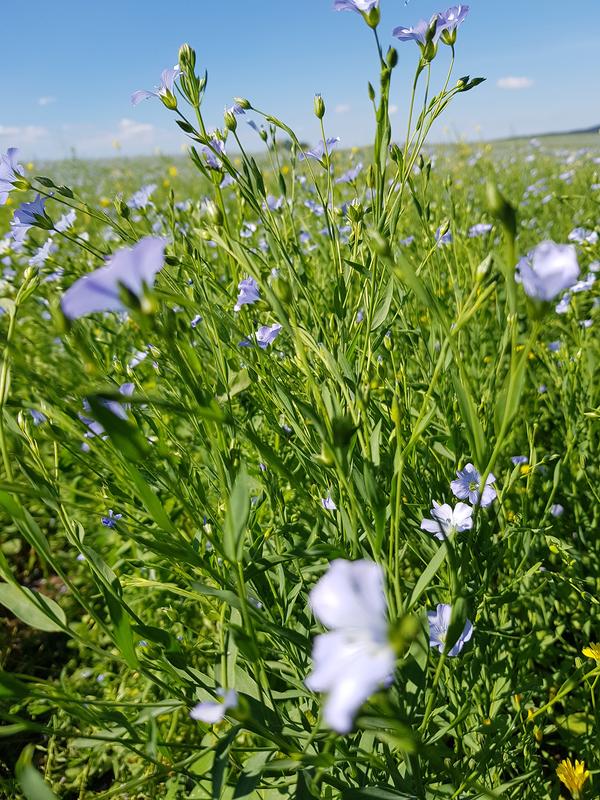 Die Leinpflanze, auch Flachs genannt, wird nur in kleinen Mengen in Sachsen angebaut. Hauptlieferant der Ölmühle ist Kasachstan.