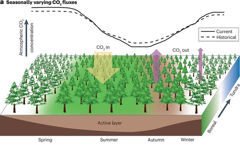 Saisonale Schwankungen der CO2-Flüsse in den nördlichen hohen Breiten