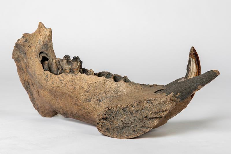 Linkes Unterkiefer-Fragment eines weiblichen Flusspferdes aus den Reiss-Engelhorn-Museen Mannheim (Slg. Reis Hippopotamus sp.). Altersdatierung: Zwischen 46.000 und 48.300 Jahre vor heute. Fundort: Bobenheim-Roxheim, Rhein-Pfalz-Kreis. 