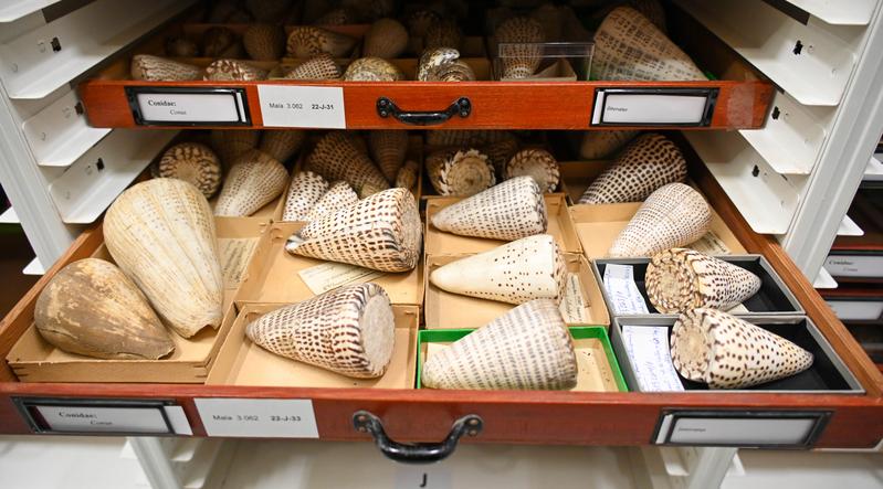 Kegelschnecken (Familie Conidae) sind Meeresschnecken, die durch ihre farbenprächtigen Gehäuse, ihre giftigen Harpunen und die medizinisch bedeutsamen Conotoxine bekannt sind. 