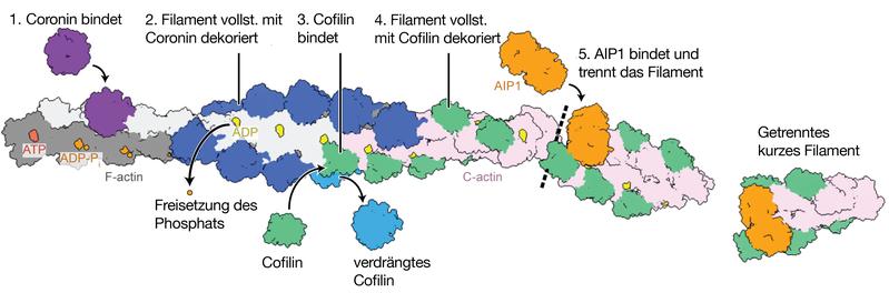 Aktinfilament (von grau nach rosa) wird in einem mehrstufigen Prozess durch das Protein-Trio Coronin (erst lila, dann blau), Cofilin (grün) und AIP1 (orange) getrennt. 