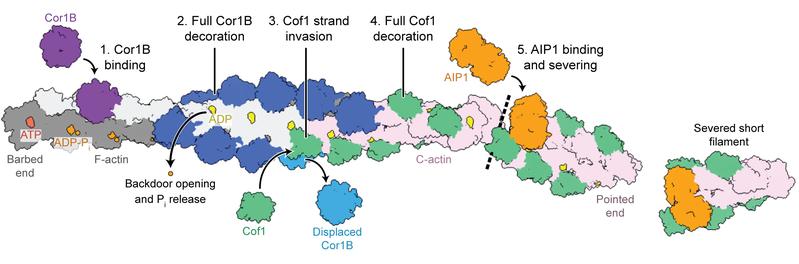 Severing of actin filament (from grey to pink) in a multi-step process by the protein trio coronin (first purple, then blue), cofilin (green) and AIP1 (orange).
