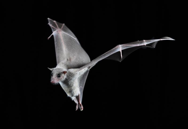 Nilflughunde verfügen über einen neuronalen Kompass, der ihnen auch in freier Natur stabile Richtungsinformationen liefert.   