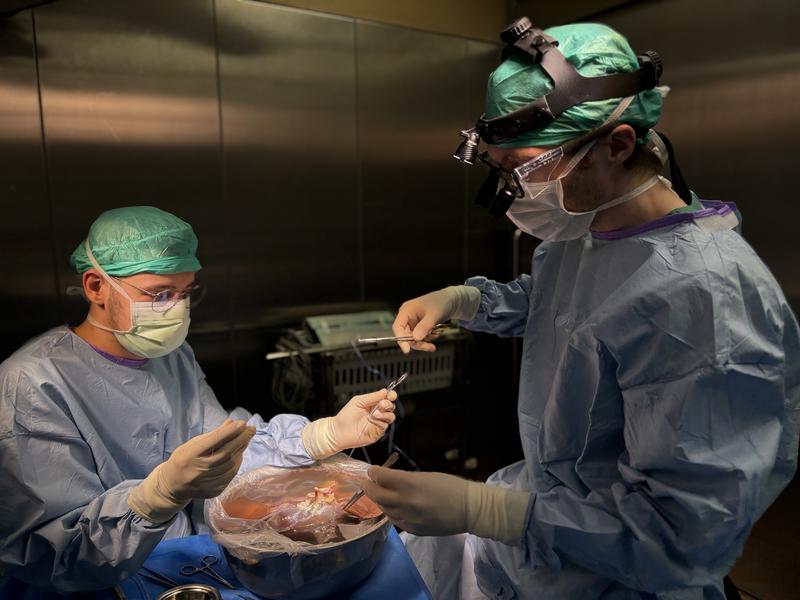 Prof. Nathanael Raschzok (rechts) bereitet eine Leber für die Transplantation vor. 