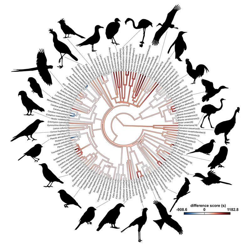 Übersichtsdiagramm über Neophobie und Verwandtschaftsbeziehungen verschiedener untersuchter Vogelarten. Ausführliche BU siehe Ende Meldungstext.