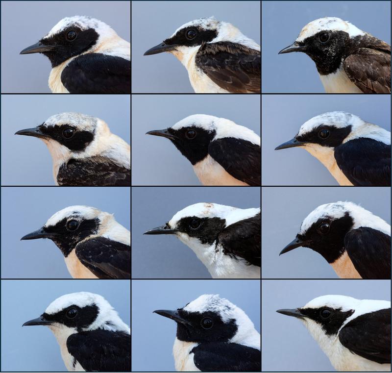 Black- and white-throated males of the Oenanthe hispanica complex.
