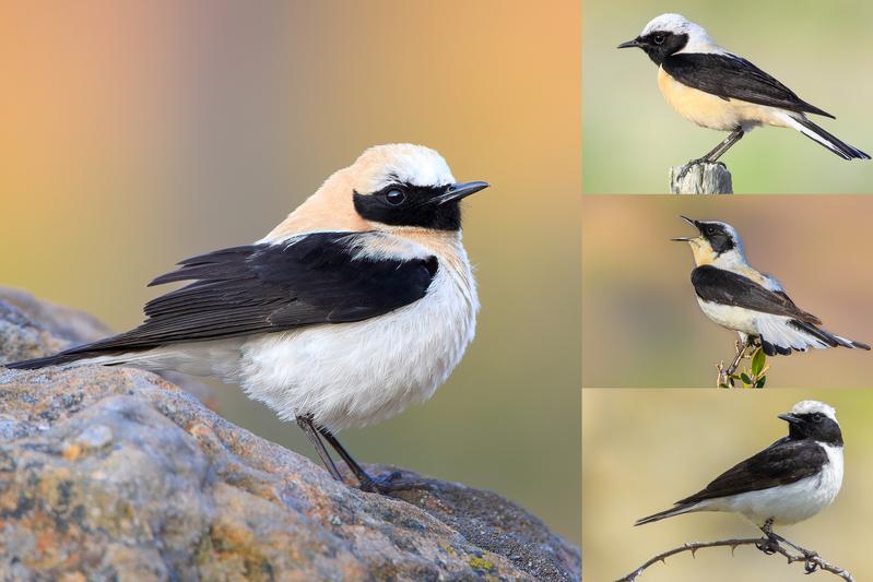 Männliche Steinschmätzer aus dem Oenanthe hispanica-Komplex. Links, Maurensteinschmätzer (O. hispanica). Rechts oben und Mitte: Schwarz- und weisskehliger Balkansteinschmätzer (O. melanoleuca). Rechts unten: Nonnensteinschmätzer (O. pleschanka).
