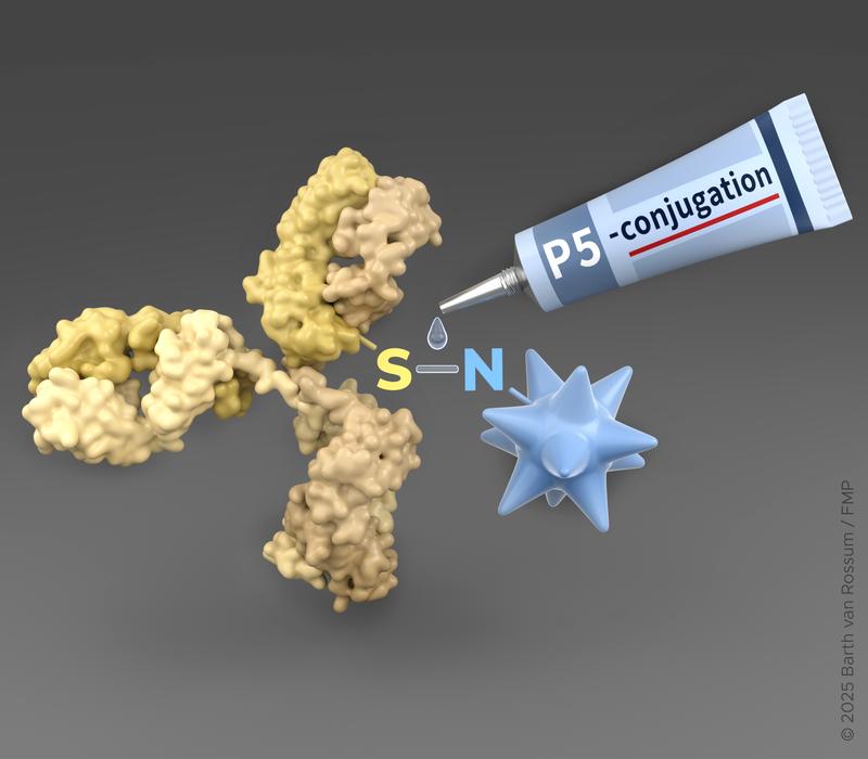 P5 conjugation technology as a molecular glue to construct antibody-drug-conjugates (ADCs) for clinical Phase I/II a trials against cancer.