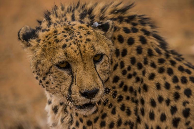 Heute können Tierbewegungen mit modernsten Methoden verfolgt werden. Hier ein Gepard mit elektronischer Ohrmarke in Namibia.