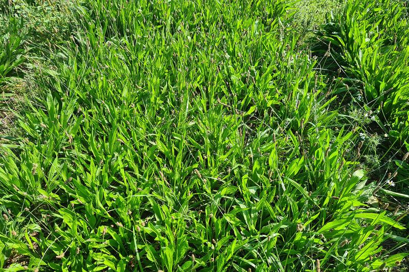 Ribwort plantain in pure seed with 400 germinable seeds/m² for the 3rd cut in September.