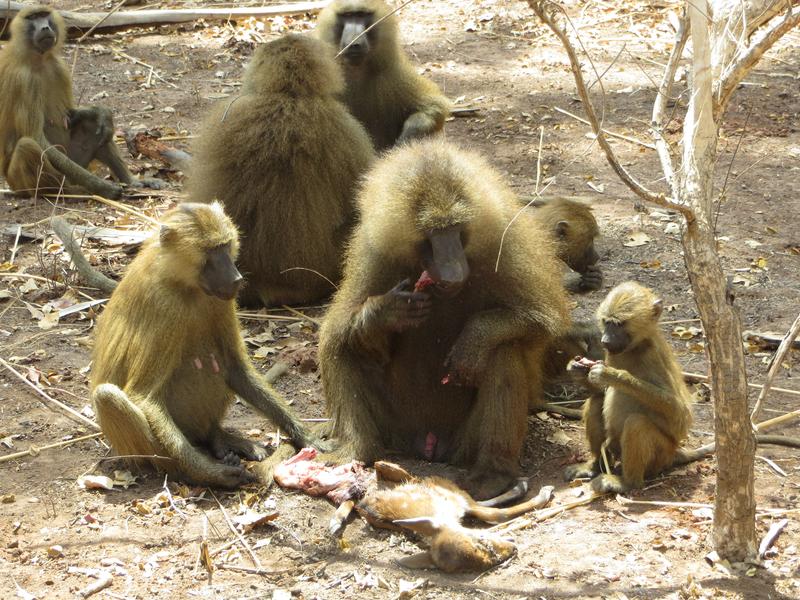 Guinea baboons are most tolerant when sharing meat within their own unit. Animals with close social ties to the “owner” of the prey are most likely to receive some of it.