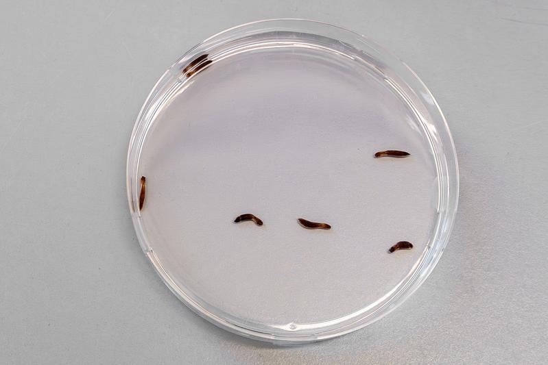Pantherwürmer (Hofstenia miamia) in einer Petrischale. Die seit 550 Millionen Jahren existierenden Würmer gehören zu den ersten "Bilateria", symmetrisch aufgebauten Tieren mit einer linken und einer rechten Körperhälfte, wie auch Säugetiere.