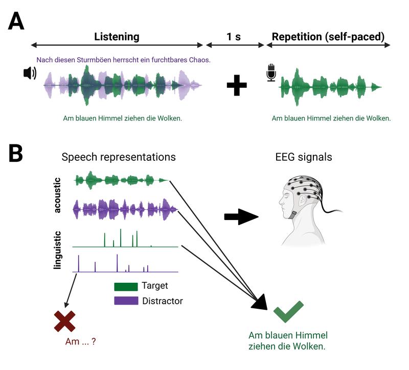 Die Forschenden zeichneten die Gehirnaktivität der Studienteilnehmer*innen mittels EEG auf und analysierten, wie stark sich das Gehirn mit den akustischen Mustern und den sprachlichen Mustern jeder Stimme synchronisierte.  
