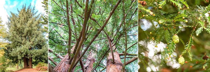 Der Küstenmammutbaum (Sequoia sempervirens) auf den Konifereninseln. Besonders beeindruckend ist der Blick in die Krone des vier Stämme umfassenden Exemplars. 