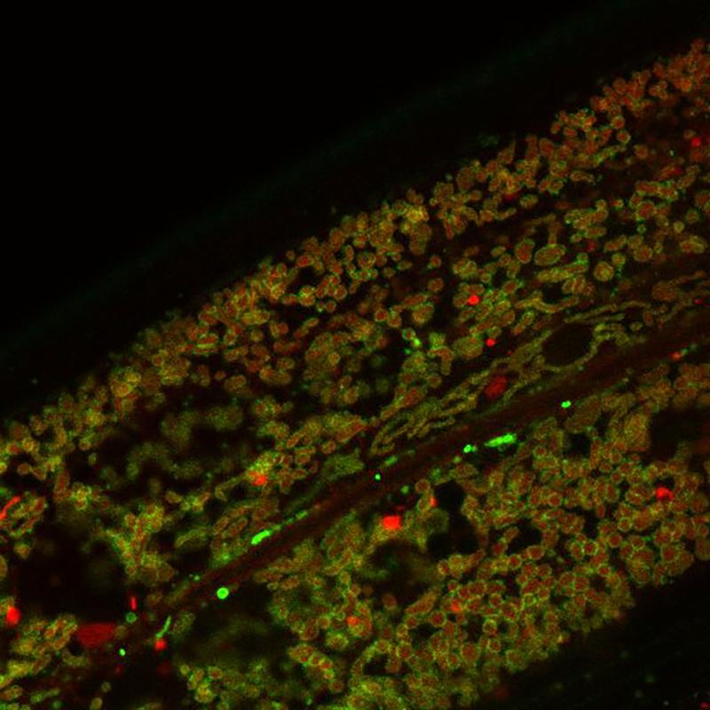 The green fluorescent signal indicates the stability of mitochondrial surface proteins (marked in red). 