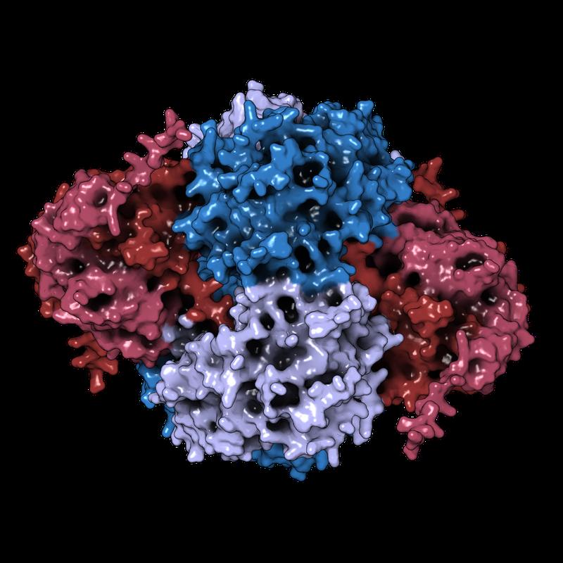 Alphafold-Interaktionsvorhersage zwischen NUDT5-Dimeren (rot) und dem PPAT-Tetramer (blau) 
