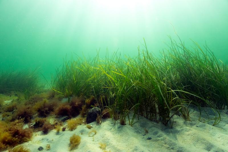 In the collaborative project SEAGUARD, artificial intelligence is being used to sustainably and climate-resiliently restore the Baltic Sea's eelgrass beds.