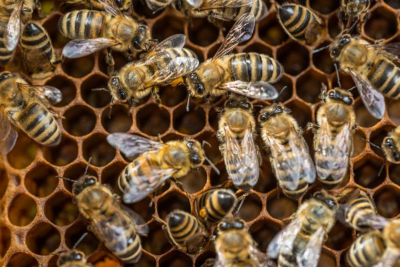 Als Modellorganismus für Bestäuberinsekten diente die Honigbiene (Apis mellifera).