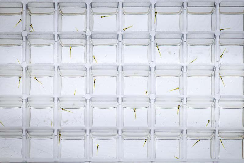 Um die Auswirkungen von Pflanzenschutzmitteln auf das Verhalten von Wasserorganismen zu testen, nutzten die Forscher:innen das Zebrafisch-Embryo-Modell.